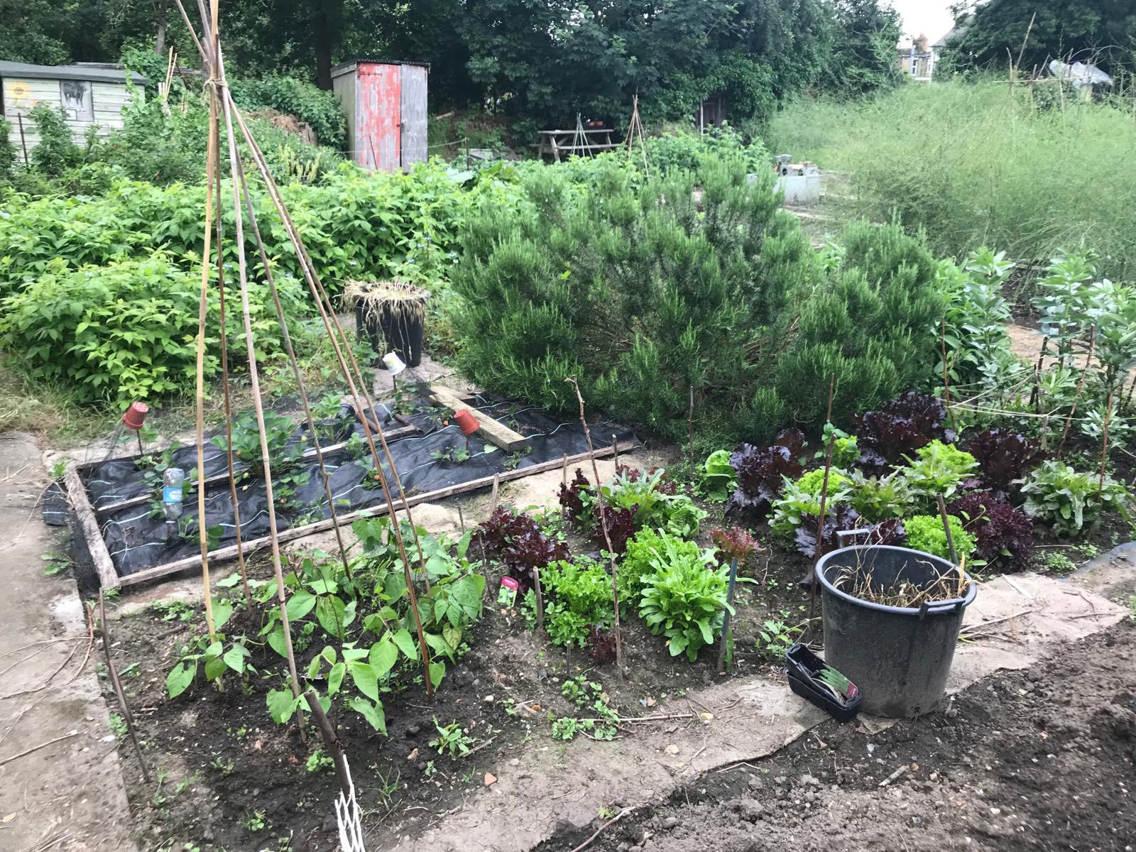 Active growing plots with vegetables, plants and trees in the background