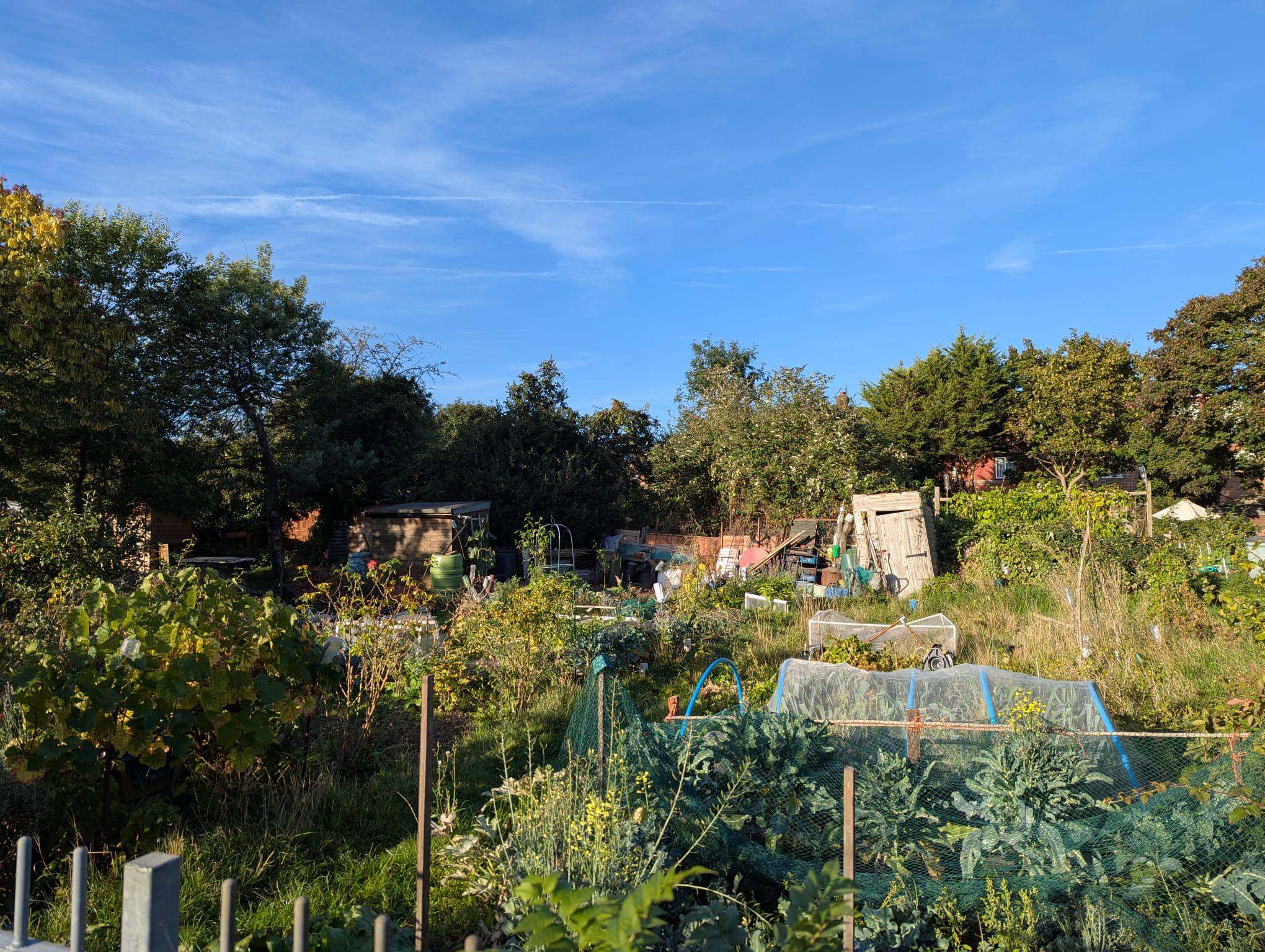 Wide view of Shacklegate Lane allotments under a blue sky, showing sheds, trees and growing plots