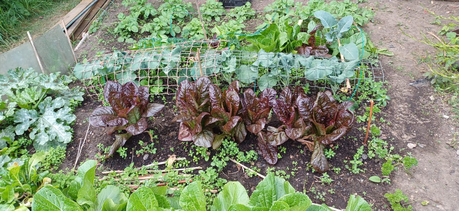 Rows of purple and green lettuce growing in a well-tended allotment bed
